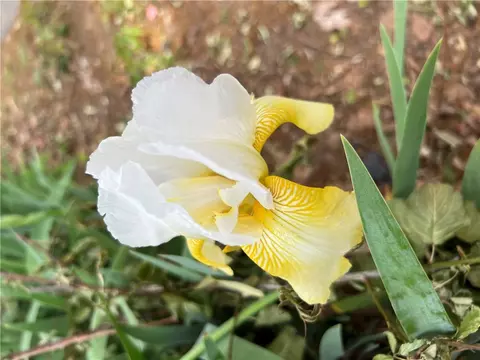 Other - 1739 Coffee Rd, Westminster, SC 29693 photo 9 of 9