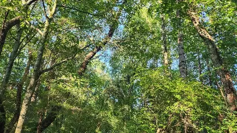 0 85 Acres Aaron Sloan Dr, Seneca, SC 29678