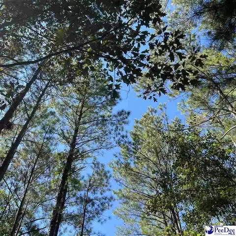 1921 Una Rd, Lamar, SC 29069 photo 5