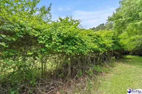 3020 Allen Rd, Effingham, SC 29541 photo 39