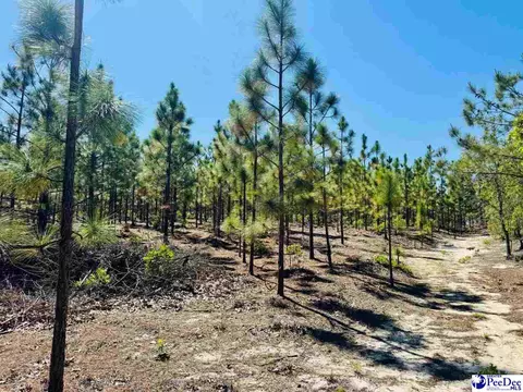 Mt. Olivet Church Rd, Patrick, SC 29584 photo 41