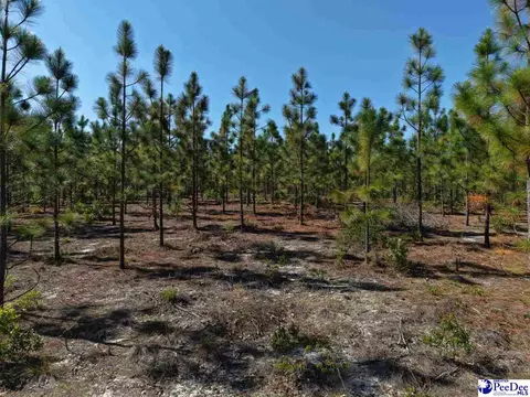 Mt. Olivet Church Rd, Patrick, SC 29584 photo 13