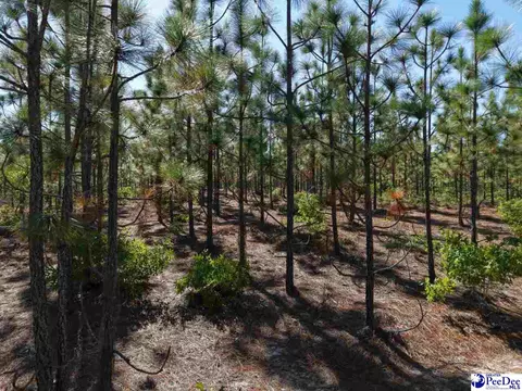 Mt. Olivet Church Rd, Patrick, SC 29584 photo 15