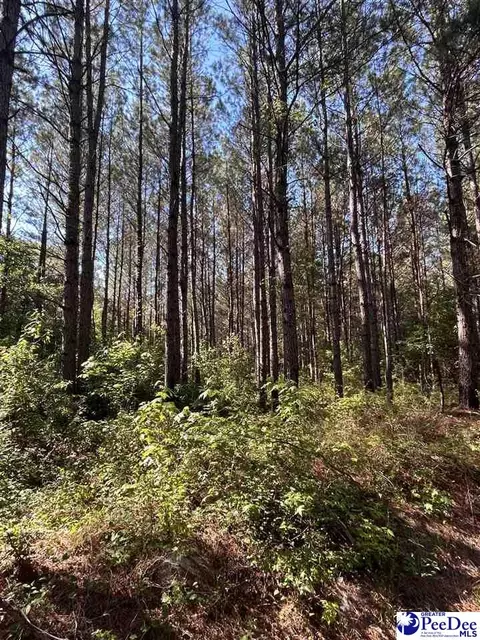 tbd River Neck Rd, Florence, SC 29505 photo 21