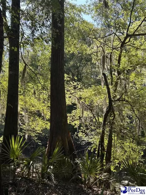 tbd River Neck Rd, Florence, SC 29505 photo 22