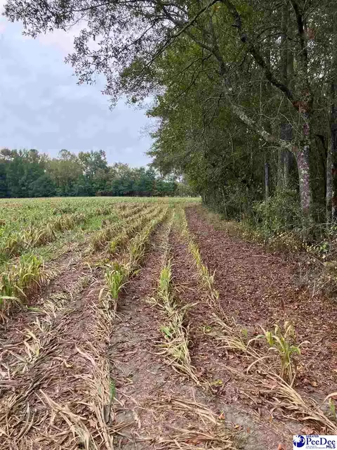 tbd Ruth Ct, Mullins, SC 29574 photo 5