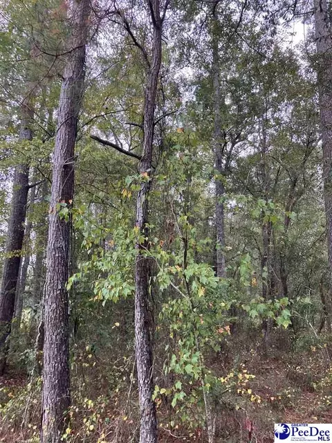 tbd Ruth Ct, Mullins, SC 29574 photo 2