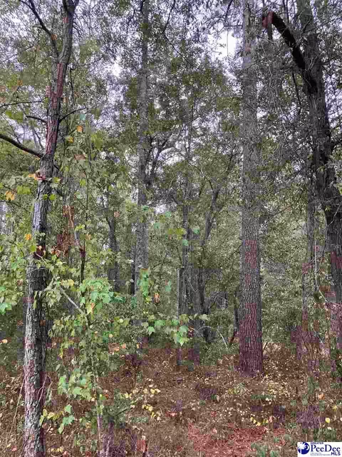 tbd Ruth Ct, Mullins, SC 29574 photo 3