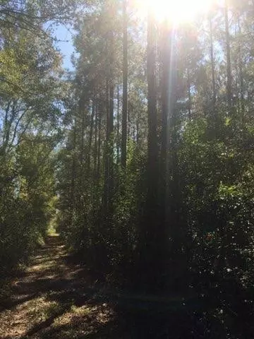 20 Reams Ave, Sumter, SC 29153 photo 1