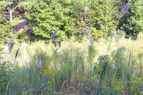 0 S Tbd S Locust Ave S, Denmark, SC 29042 photo 19