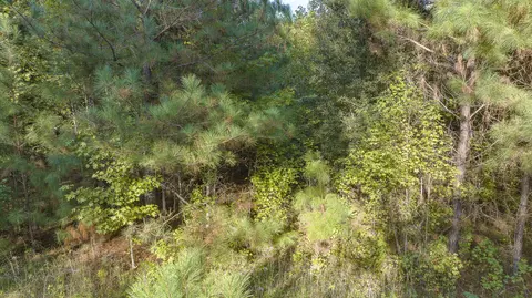 0 S Tbd S Locust Ave S, Denmark, SC 29042 photo 17