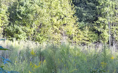 0 S Tbd S Locust Ave S, Denmark, SC 29042 photo 16