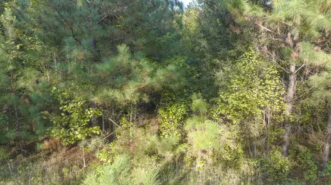0 S Tbd S Locust Ave S, Denmark, SC 29042 photo 15