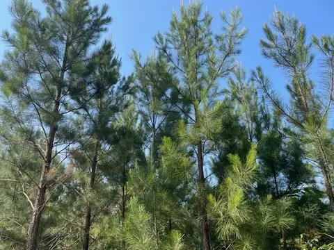 0 Old River Rd, Elloree, SC 29047 photo 4