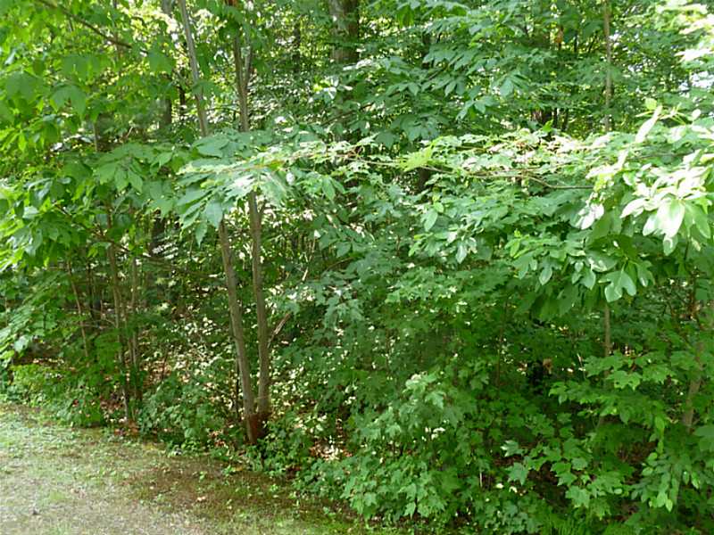 9 Intervale Rd, Smithfield, RI 02917 photo 10