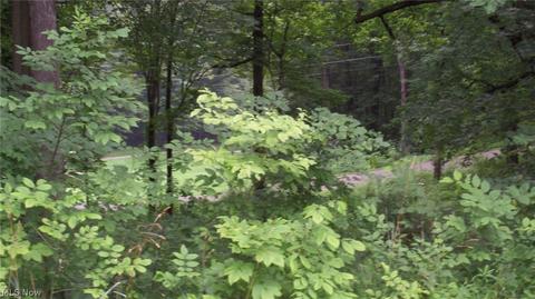 22107 Yoder Rd, Minerva, OH 44657 photo 2