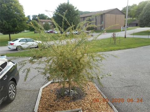25 Nicholas Way, Wheeling, WV 26003 photo 3