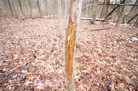 7361 State Route 303, Windham, OH 44288 photo 7
