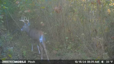 Bunce Rd, Gallipolis, OH 45631 photo 13