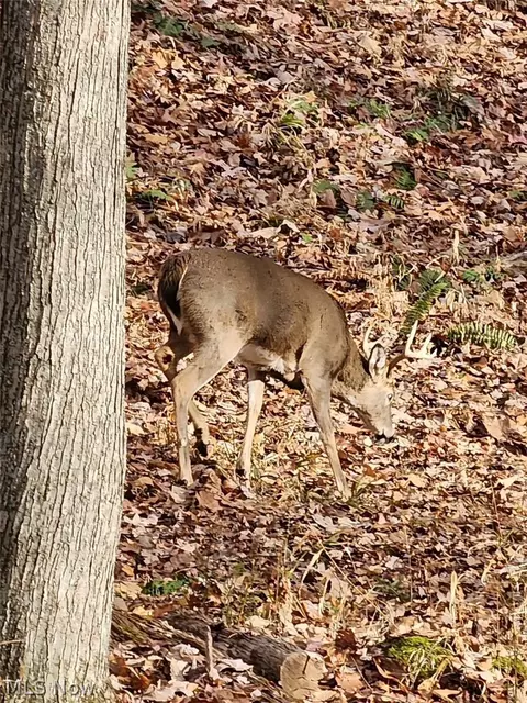 Other - 3593 Moore Fork Rd, Duck, WV 25063 photo 8 of 26