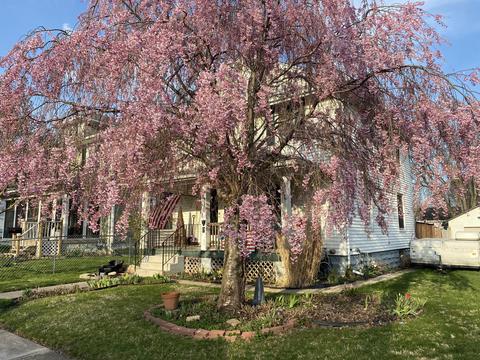 216 N Clairmont Ave, Springfield, OH 45503 photo 3