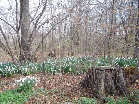 248 Bayview Dr, Celina, OH 45822 photo 9