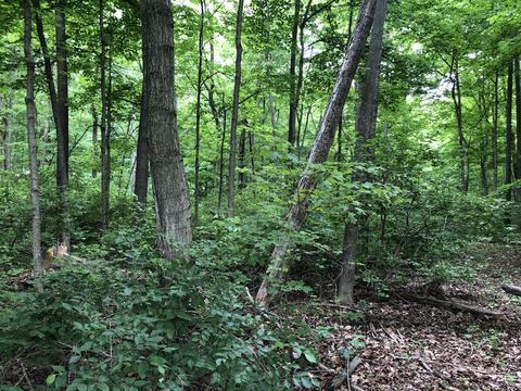 200 Yocom Rd, Cable, OH 43009 photo 4