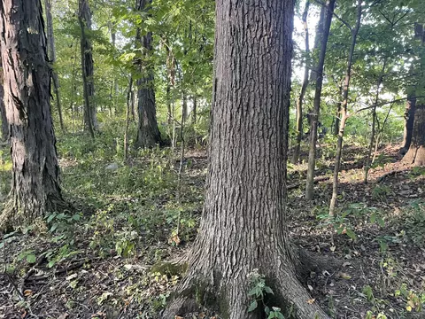 0 Snapp Rd, De Graff, OH 43318 photo 8