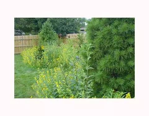 2949 Alameda Dr, Springfield, OH 45503 photo 9