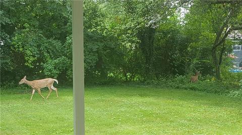 821 Weybridge Dr, Springfield, OH 45503 photo 7