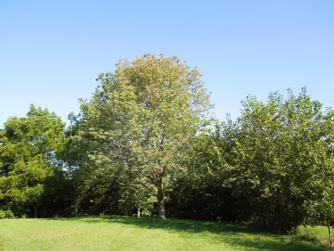 4231 Joy Dr, Enon, OH 45323 photo 4
