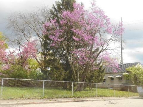 1024 W First St, Springfield, OH 45504 photo 3