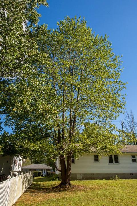 256 Fancy St, Blanchester, OH 45107 photo 47