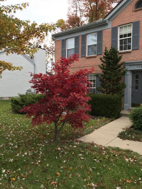 992 Vixen Dr, Cincinnati, OH 45245 photo 46