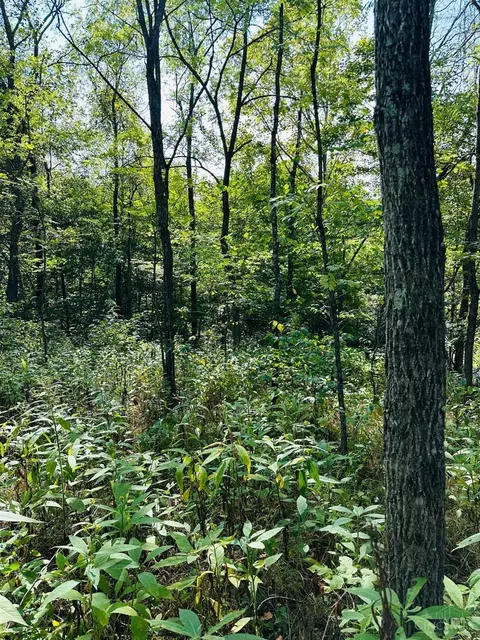 0 Keesee Rd, Vinton, OH 45686 photo 9