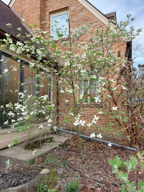 Exterior - 55 Forest Ave, Wyoming, OH 45215 photo 8 of 13