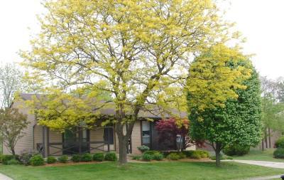 4156 Simca Ln, Cincinnati, OH 45211 photo 2