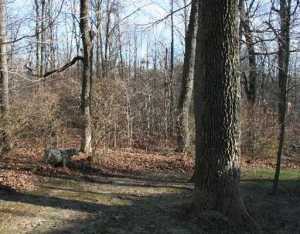 4250 Stone Bridge Dr, Springfield, OH 45504 photo 3