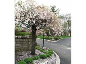 7779 Bartles Ave, Dublin, OH 43017 photo 10