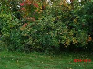 6157 Mcnaughten Grove Ln, Columbus, OH 43213 photo 3