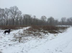 6301 Refugee Rd SW, Pataskala, OH 43062 photo 42