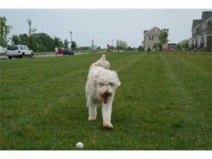 5330 Rustic Falls Dr, Dublin, OH 43016 photo 37