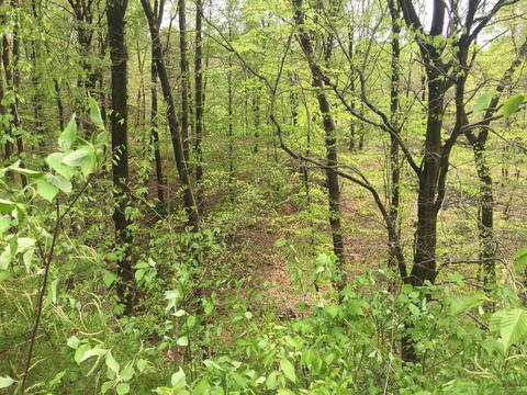 9121 Walnut Dowler Rd, Logan, OH 43138 photo 30