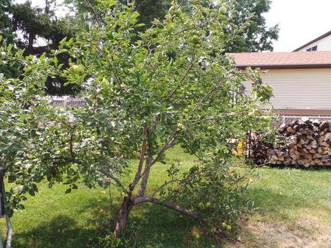 3165 Banting St, Dublin, OH 43017 photo 19