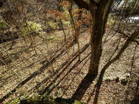 258 Walhalla Rd, Columbus, OH 43202 photo 26