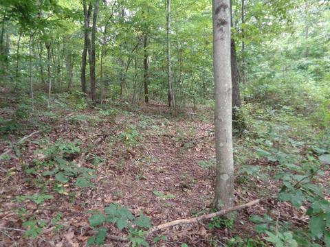 1642 Centerville Rd, Thurman, OH 45685 photo 22