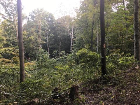 72467 Bunker Hill Rd, Mcarthur, OH 45651 photo 29