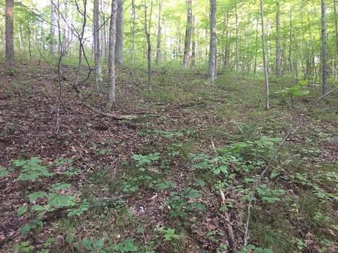72467 Bunker Hill Rd, Mcarthur, OH 45651 photo 26