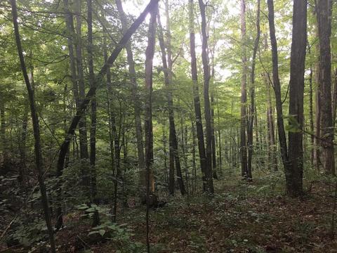 72467 Bunker Hill Rd, Mcarthur, OH 45651 photo 28