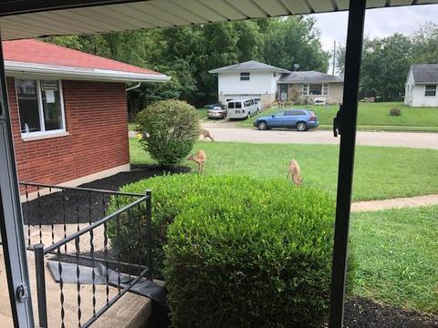 530 Warren Dr, Springfield, OH 45503 photo 35